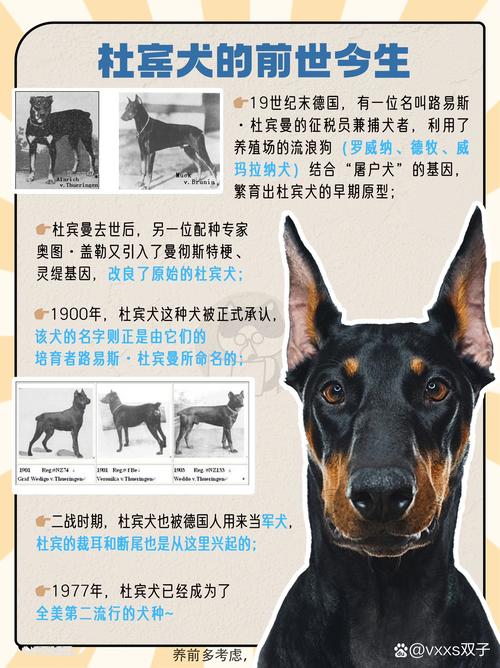 贵港杜宾配种口碑推荐：2026年正规犬舍排行与避坑指南