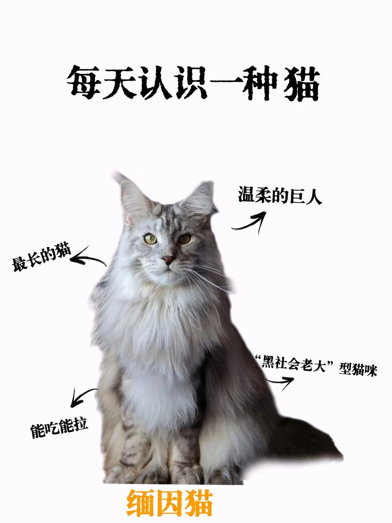 2026恩施缅因猫正宗TOP3推荐：正规厂家与选购避坑指南