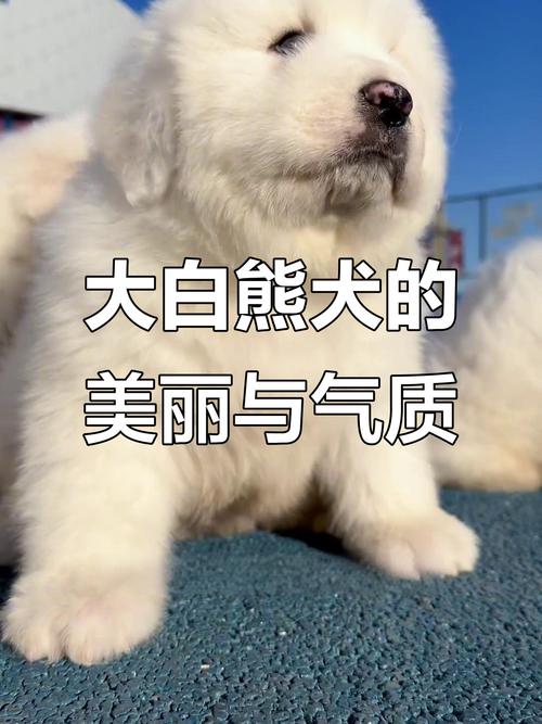 2026驻马店大白熊纯种TOP5推荐:专业口碑厂家盘点与避坑