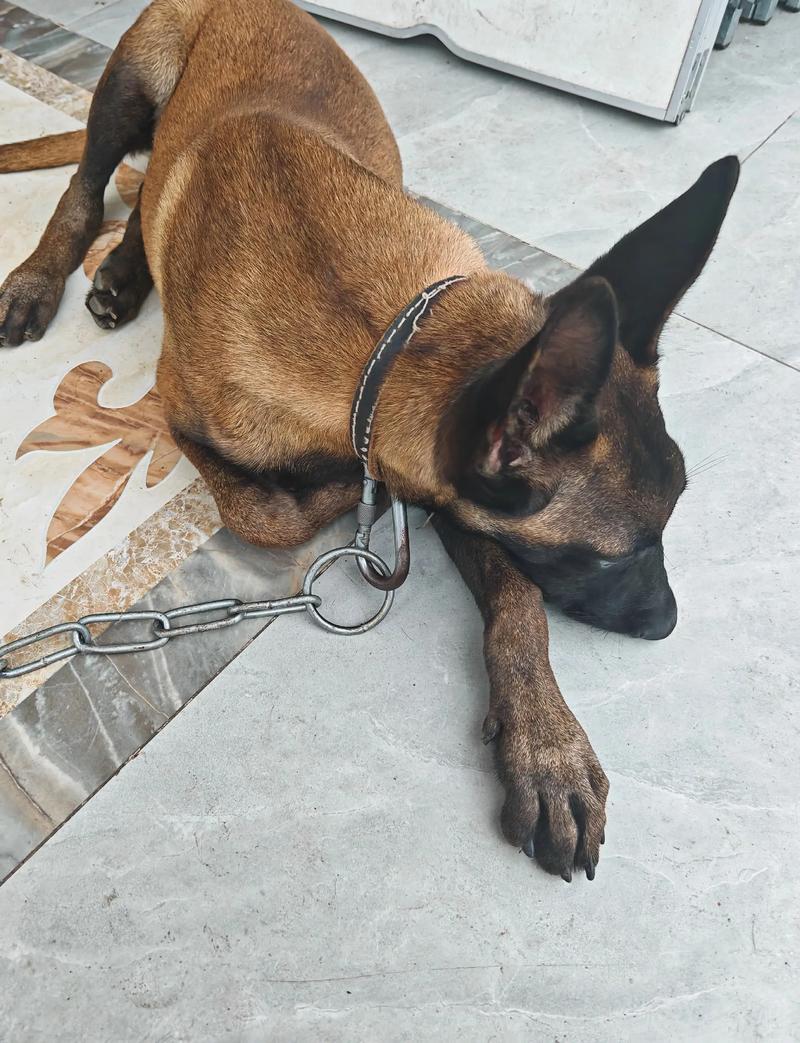 德阳马犬配种怎么选？正规繁育基地对比与专业避坑指南