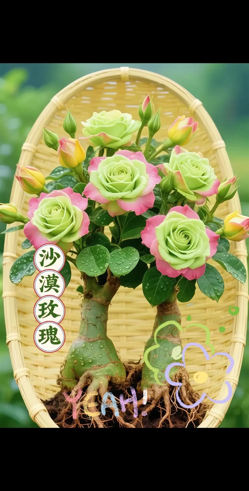 2026海东盆栽绿植种植厂家推荐:选购指南与养护全攻略