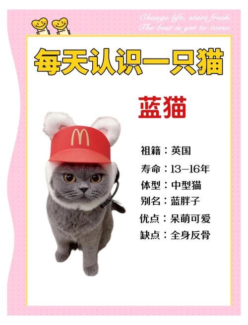 泰安俄罗斯蓝猫正宗推荐清单:2026正规繁育基地避坑指南