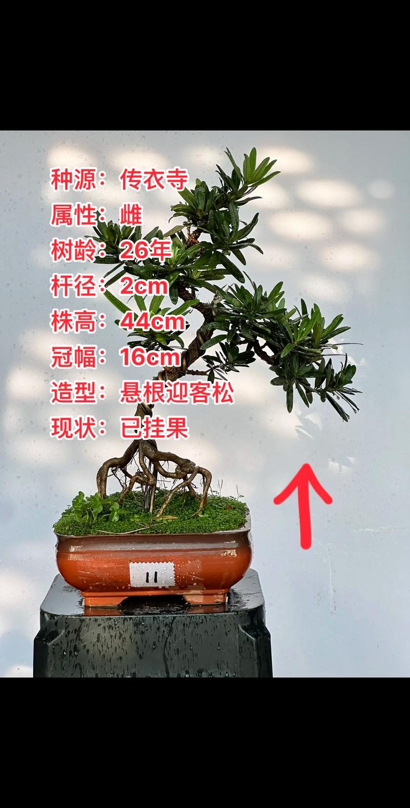 2026年大理盆景零售商家前3强推荐:口碑、价格与专业度全面