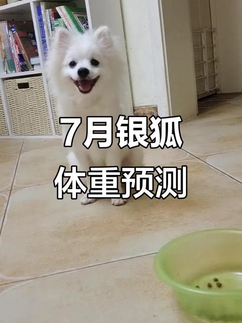 2026年安庆银狐出售避坑指南：正规渠道筛选与选购标准解析