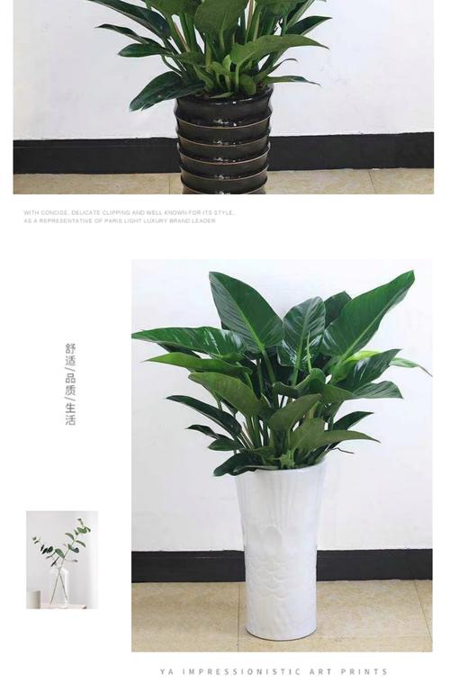 遂宁盆栽绿植哪家强?2026庭院风水上榜品牌推荐清单