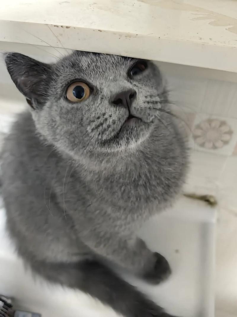 2026信阳英短蓝猫厂家推荐:前三强口碑与价格盘点