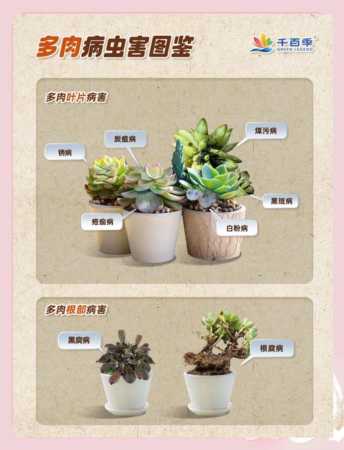 2026海北多肉植物推荐清单：气候适应型品种与源头商家选购避