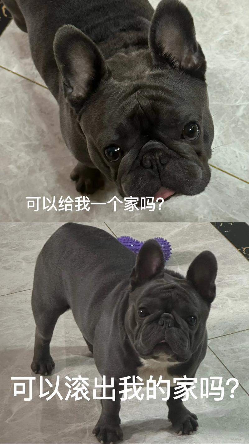 2026年六安法斗配种服务盘点:正规繁育TOP3机构推荐与价