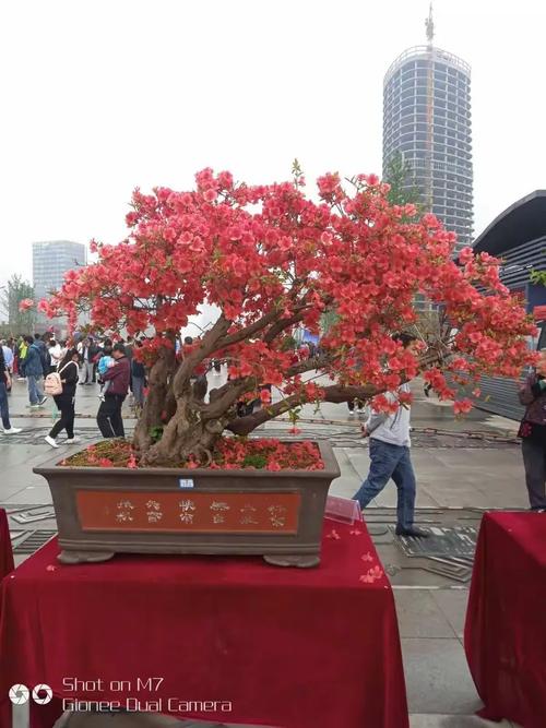 遵义盆景上门养护团队推荐:专业养护技术与正规服务商筛选指南