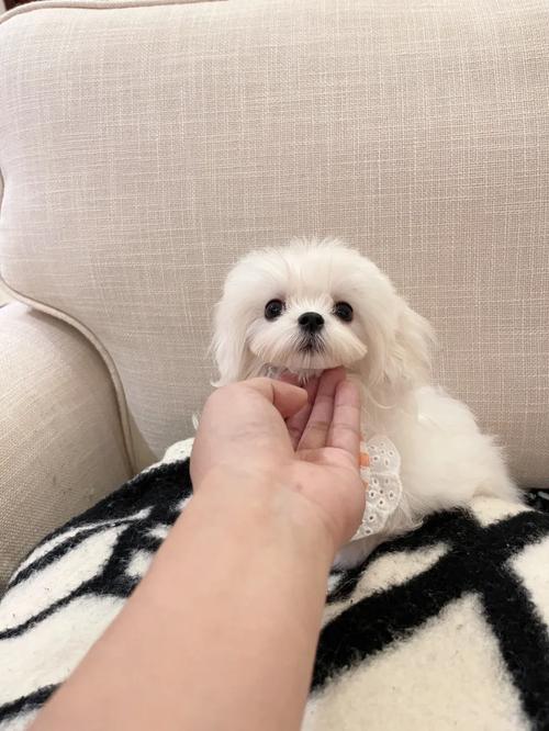 2026年黔南马尔济斯出售费用参考：正规犬舍挑选与价格区间分