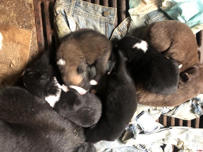 遵义马犬配种价格参考:2026年正规犬舍报价与选购避坑指南