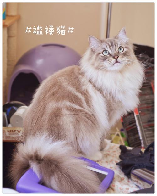 2026年承德褴褛猫正宗推荐指南：正规繁育基地选购标准与避坑