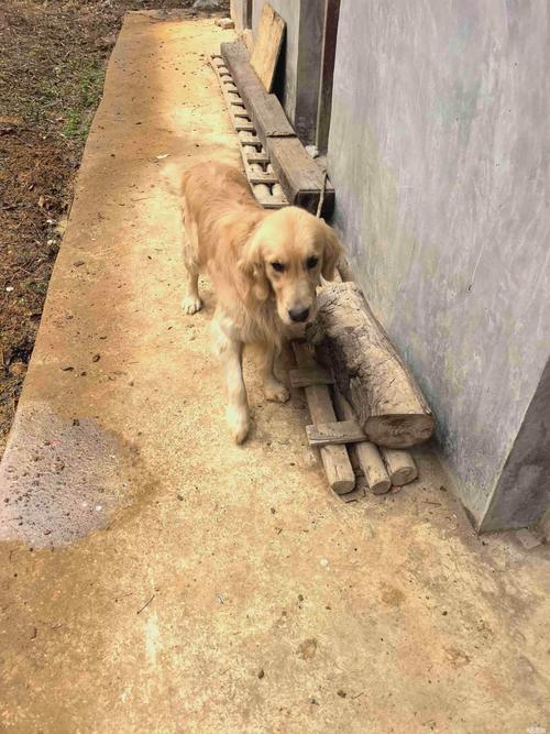 娄底马犬厂家前5名盘点2026：口碑、价格及哪家好？