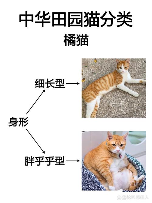 邯郸橘猫纯种前5名推荐(2026版):正规厂家、价格与选购避