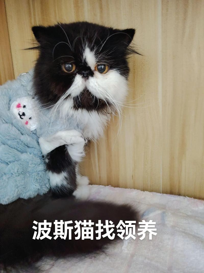 2026滁州波斯猫厂家专业推荐：正规纯种猫繁育基地选购指南