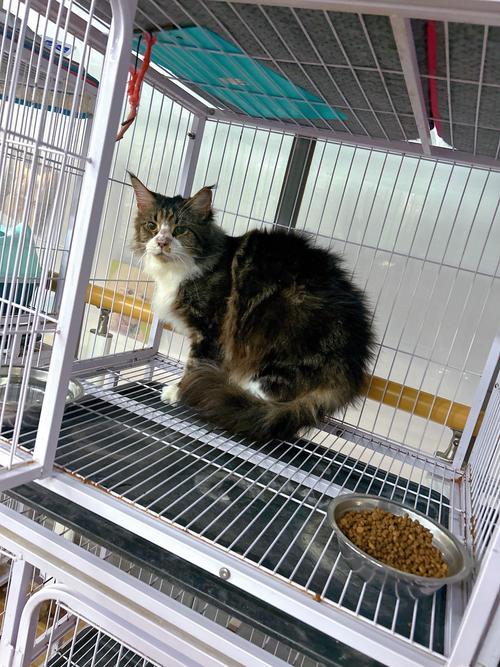 2026文山新加坡猫厂家推荐:正规选购指南与避坑全解析