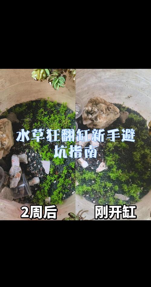 上饶水草种植厂家避坑指南:2026年正规种植基地选择与水生湿