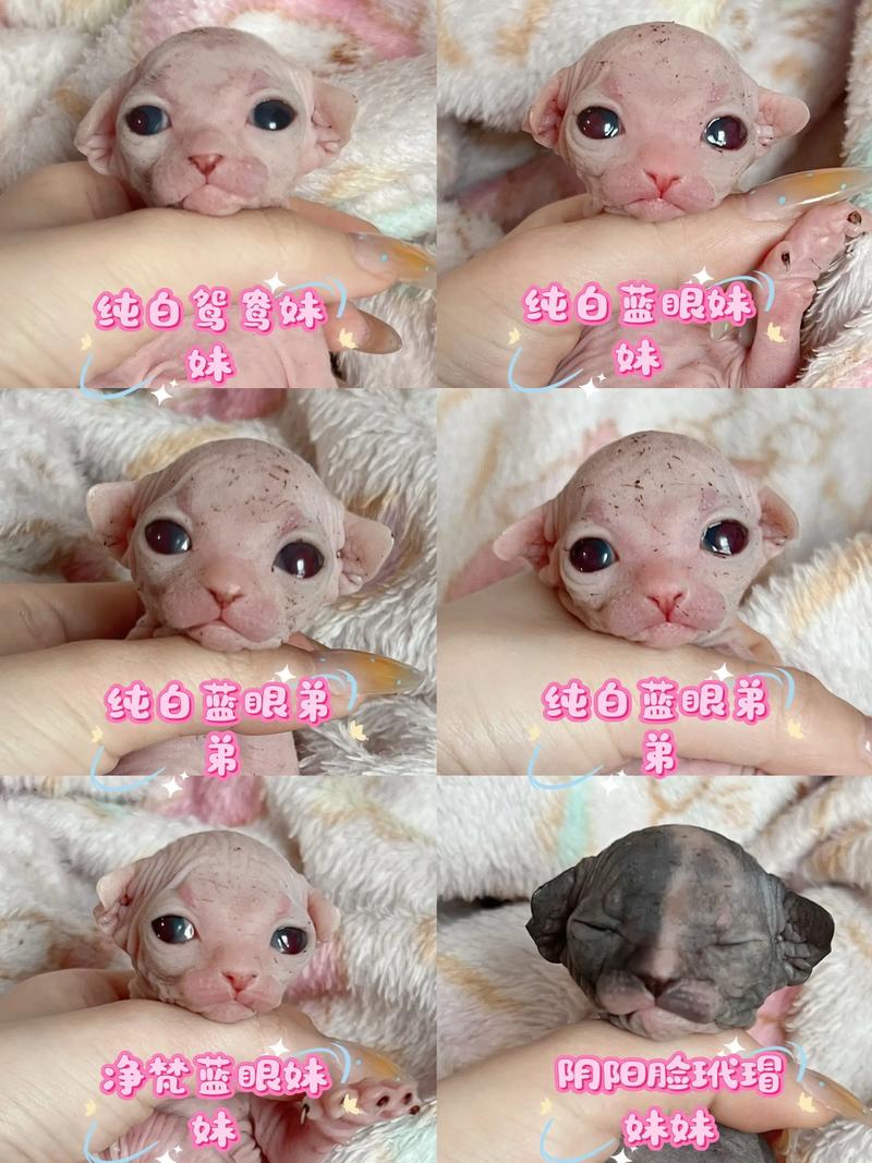 林芝斯芬克斯无毛猫正规购买渠道解析与选购避坑指南