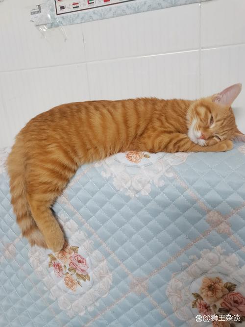 2026年上饶橘猫正宗5大推荐:正规厂家、口碑排名与费用参考