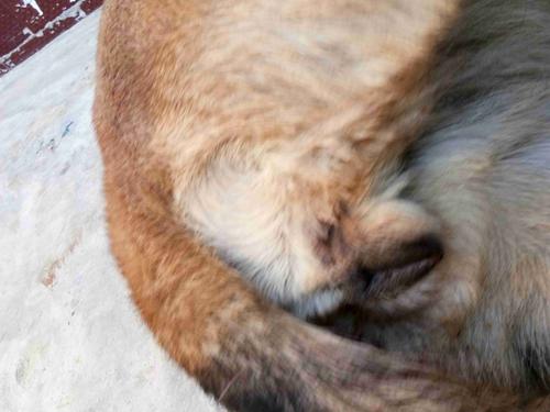2026年汕头马犬配种正规推荐及选购指南:专业繁育中心选择分