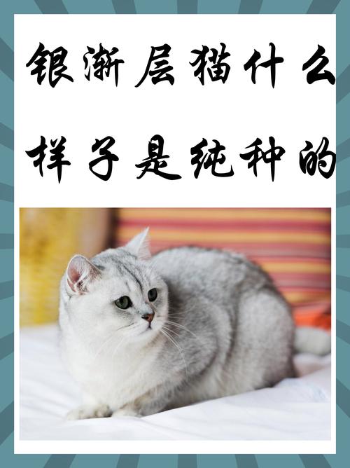 固原银渐层纯种猫2026年TOP5推荐:正规厂家、价格及避坑