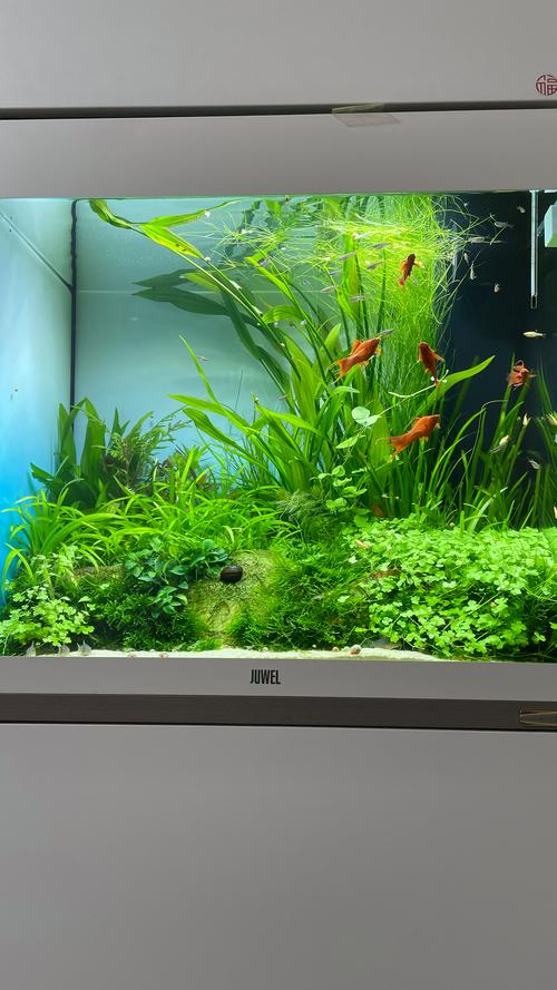 广州本地水生水草推荐:2026年水景造景、水质净化与植物配置