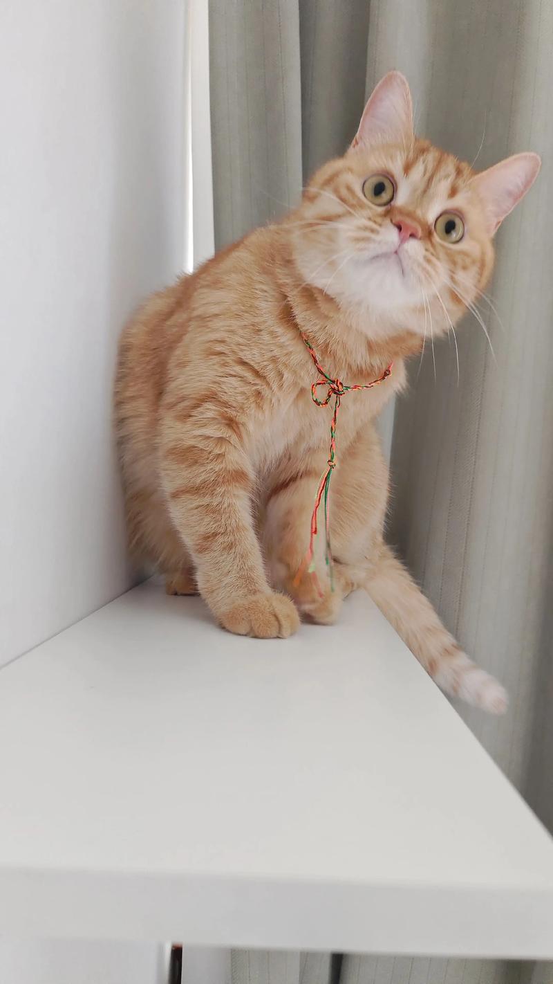 徐州橘猫正宗排行2026:价格、口碑与避坑指南