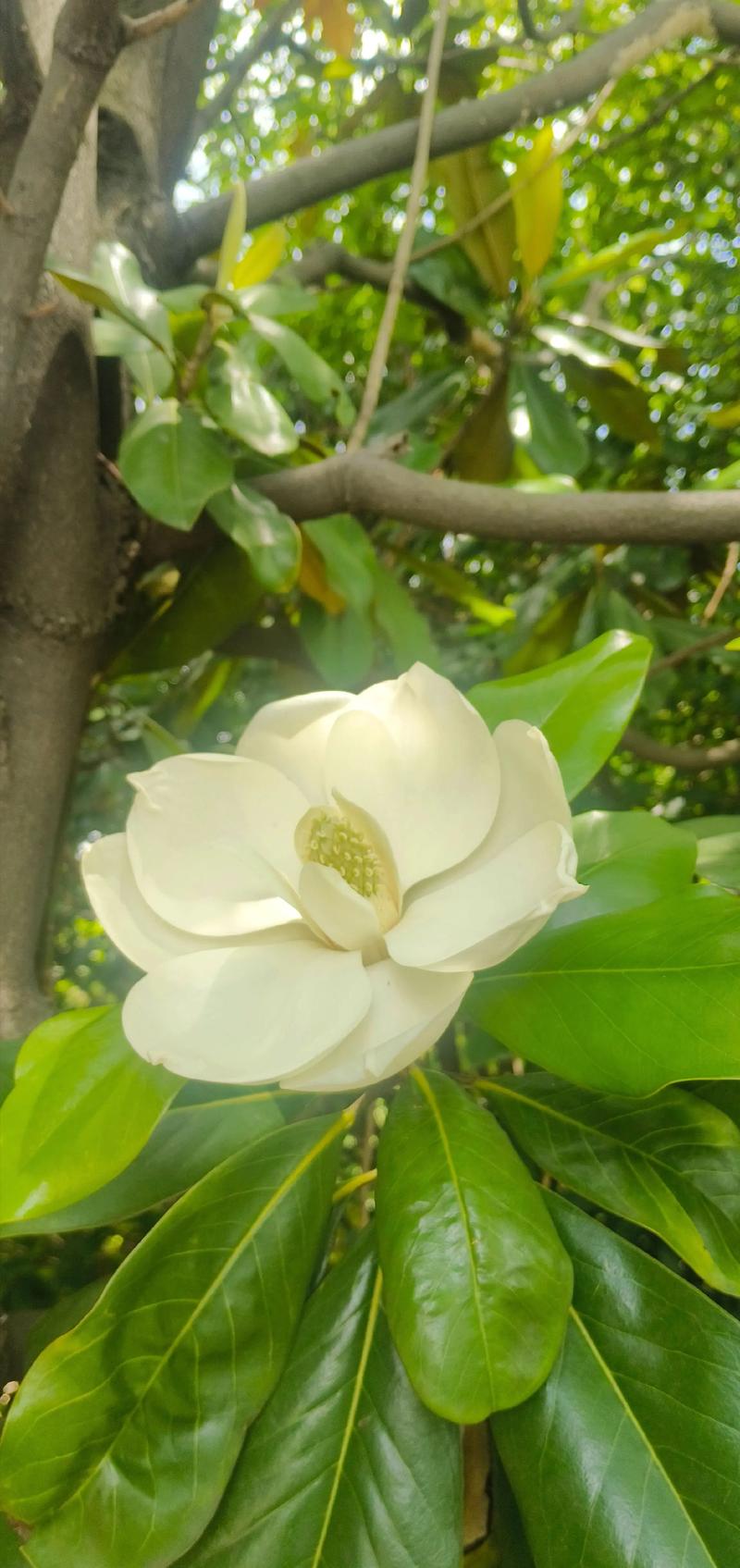 2026哈密鲜花绿植代理商正规避坑指南与行业服务解析