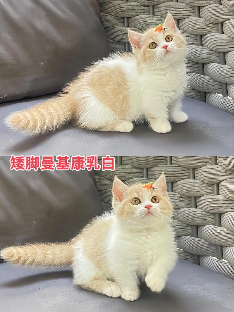 2026桂林曼基康矮脚猫纯种推荐清单：正规厂家挑选指南与价格