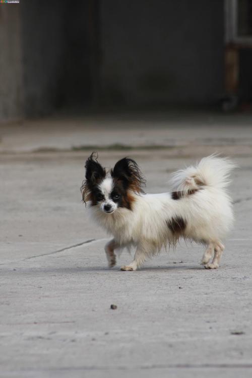 南通蝴蝶犬出售避坑指南:2026年正规犬舍选择标准与纯种选购