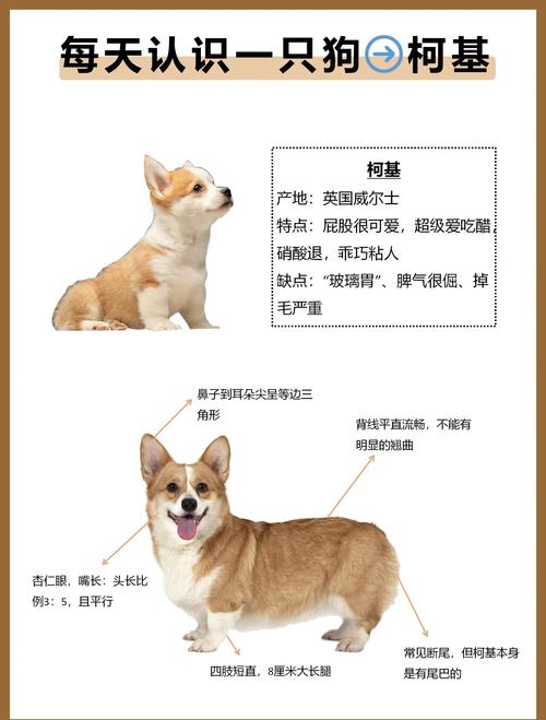 唐山柯利犬配种专业推荐与行业选择指南:如何避开骗局寻找优质繁 唐山柯利犬配种专业推荐与行业选择指南:如何避开骗局寻找优质繁