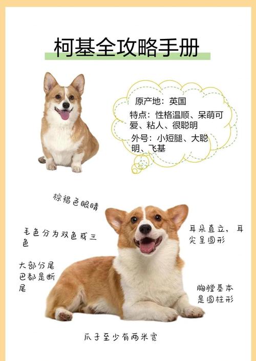 唐山柯利犬配种专业推荐与行业选择指南:如何避开骗局寻找优质繁 唐山柯利犬配种专业推荐与行业选择指南:如何避开骗局寻找优质繁