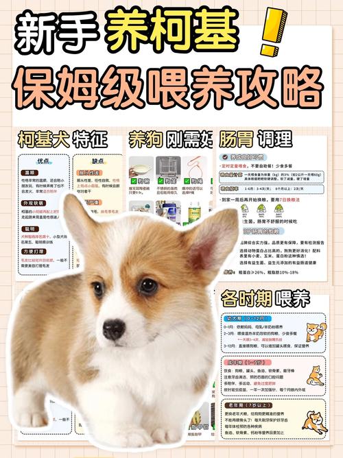 唐山柯利犬配种专业推荐与行业选择指南:如何避开骗局寻找优质繁