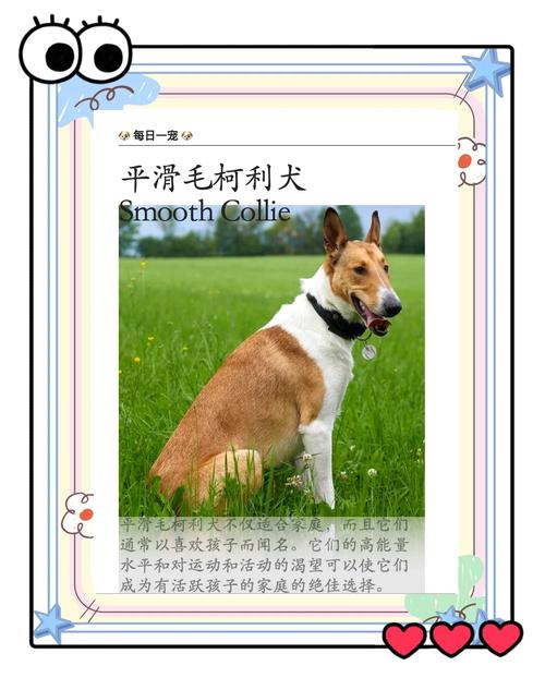 唐山柯利犬配种专业推荐与行业选择指南:如何避开骗局寻找优质繁 唐山柯利犬配种专业推荐与行业选择指南:如何避开骗局寻找优质繁