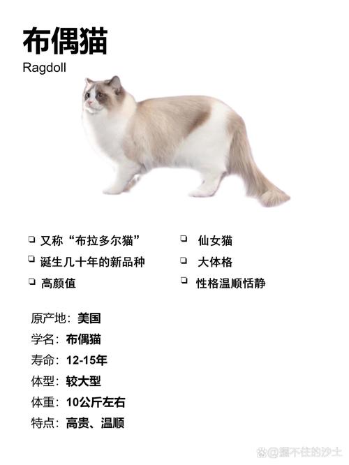 2026庆阳布偶纯种口碑推荐:正规布偶猫厂家、纯种猫种猫选购