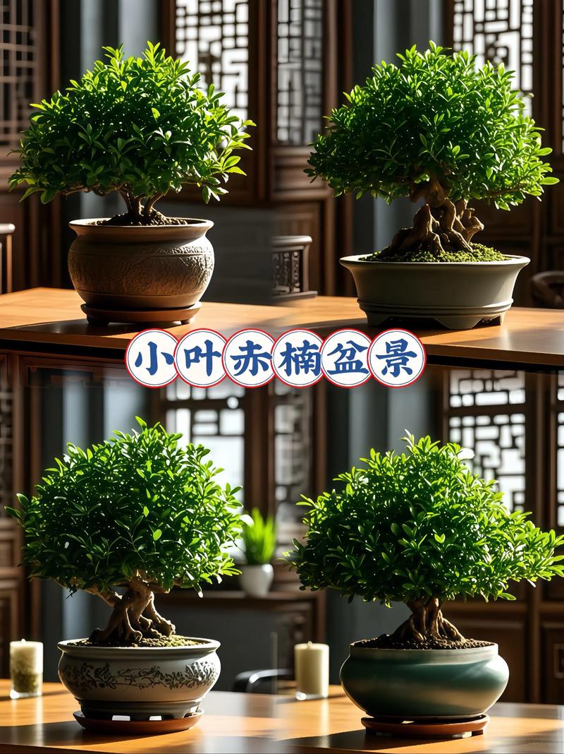 2026遵义盆景常年供货厂家推荐:行业口碑TOP3强企业盘点