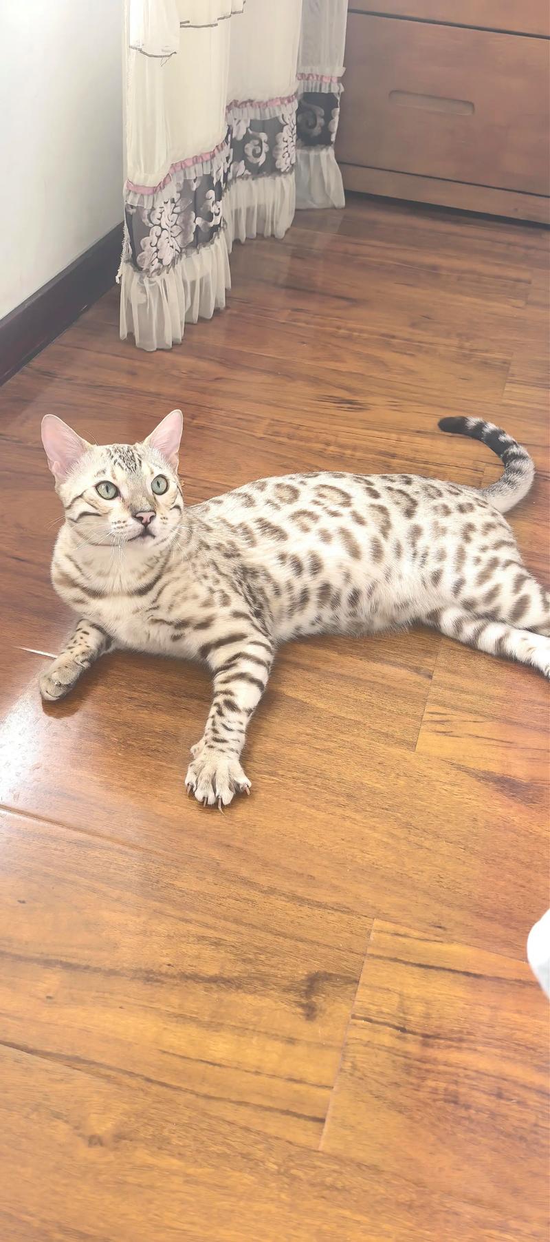 延安豹猫正宗口碑哪家好?2026年延安纯种豹猫购买避坑指南与