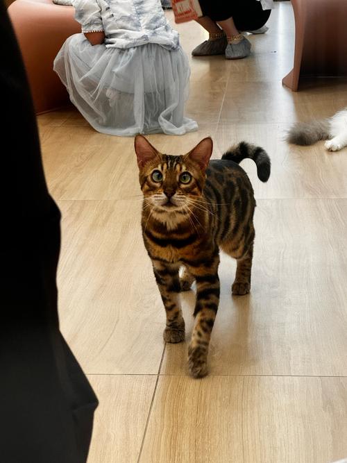 沈阳豹猫配种正规机构推荐与口碑盘点:2026年度市场参考指南