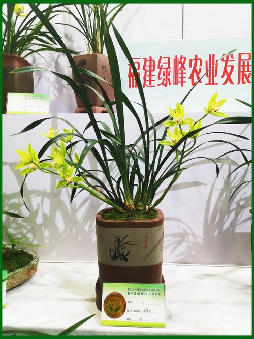 2026宁德盆景零售门店前3强推荐:哪家好?价格与避坑指南