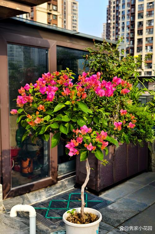 2026安顺观赏花卉排行：本地气候下的TOP5推荐及种植避坑