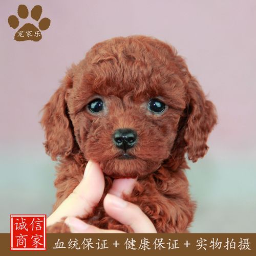 盘锦泰迪出售怎么选?2026年正规渠道与十大口碑商家筛选标准