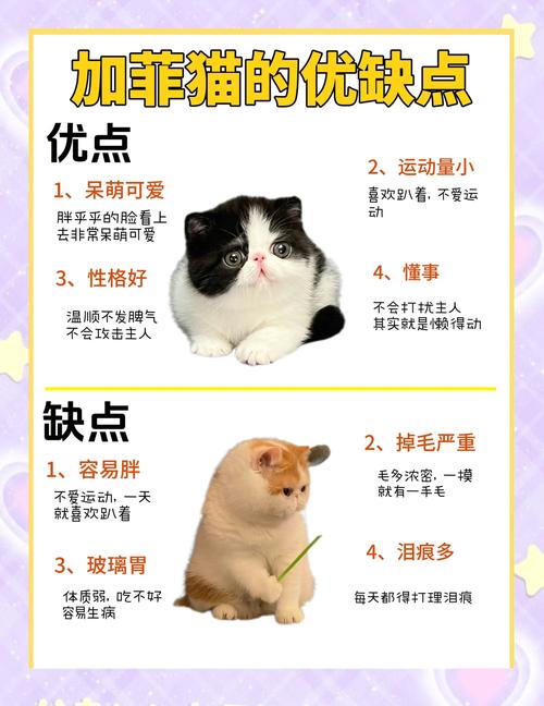 盐城加菲猫哪家好?2026年正规养殖场与口碑推荐指南
