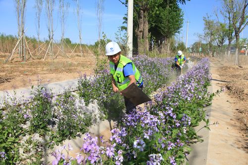 临汾鲜花景观施工团队盘点：工程绿化规格选择与正规服务商指南