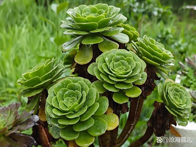 2026郴州多肉植物盘点:本地优质商家推荐与选购指南