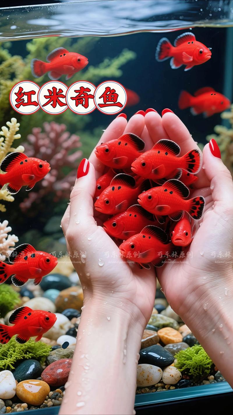 郑州本地热带观赏鱼价格参考与正规水族商家推荐(含选购避坑指南