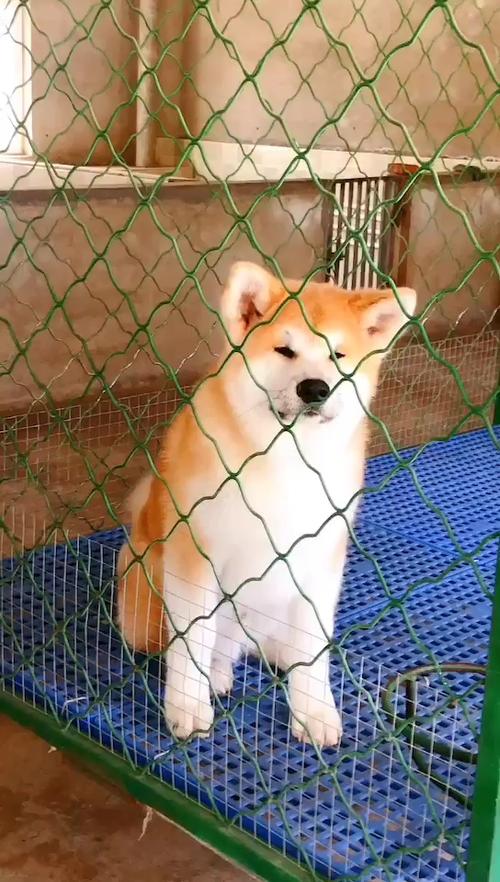 唐山秋田配种避坑指南:正规犬舍推荐与2026年选种攻略