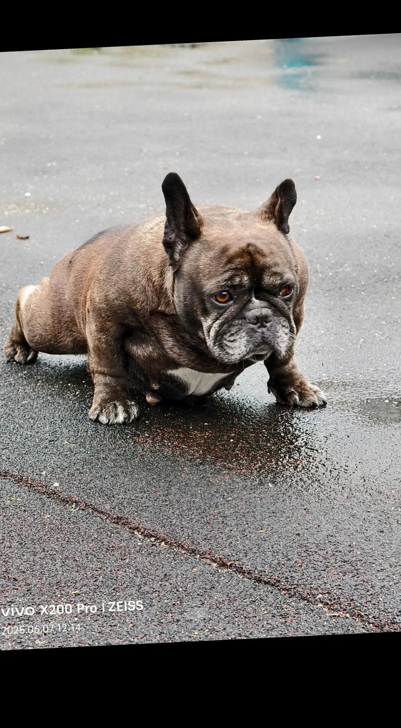 九江法斗正宗价格2026:正规犬舍推荐与避坑指南