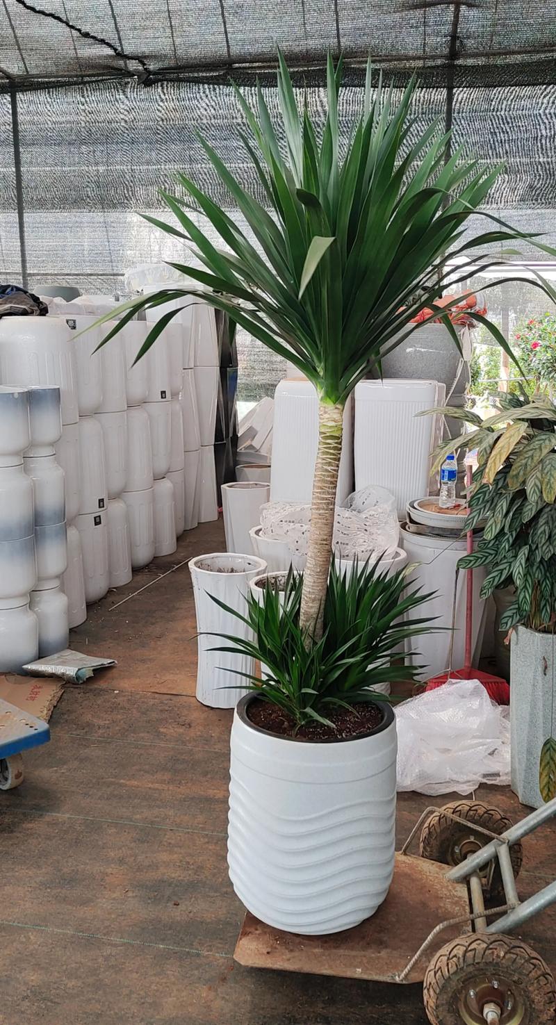 秦皇岛盆栽绿植种植厂家5大:详解科学种植方法与源头推荐