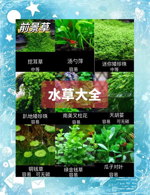2026辽阳水生水草排行榜：挺水浮水沉水植物科学配置与优选指