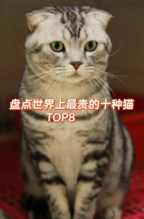 2026黄南苏格兰折耳猫出售费用参考及正规购买渠道避坑指南